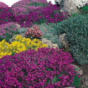 Semi di Miscuglio di Fiori da Roccia (Flower mix)