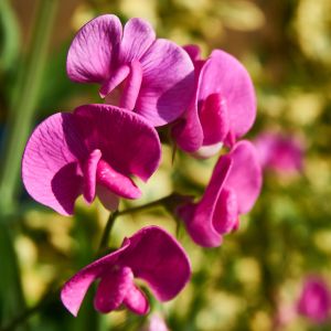 Semi di Pisello Odoroso in Mix (Lathyrus odoratus)