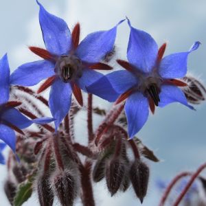 Borragine | ‎ Bestprato by Hortus