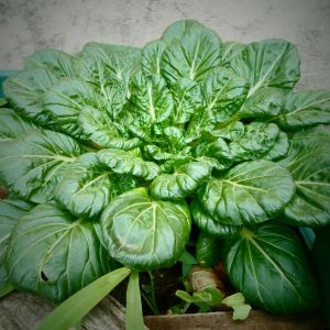 Spinacio Gigante de Inverno | ‎ Bestprato by Hortus