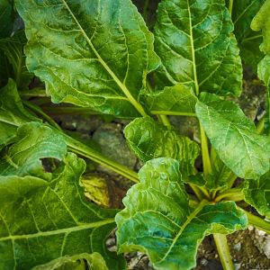 Spinacio Matador | ‎ Bestprato by Hortus