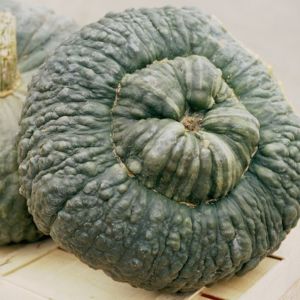 Zucca Marina di Chioggia | ‎ Bestprato by Hortus