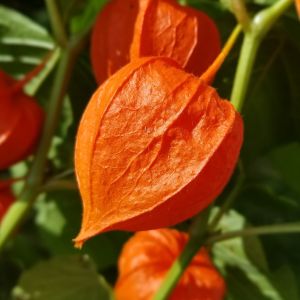 Semi di Lanterna Cinese (Physalis alkenkengii)