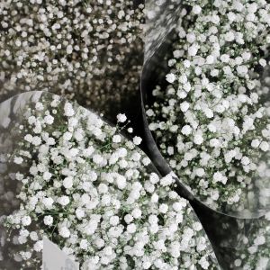 Semi di Velo da Sposa (Gypsophila paniculata)