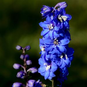 Semi di Speronella Imperiale Doppia in Mix (Delphinium consolida)