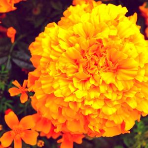 Semi di Tagete Alto (Tagetes erecta)