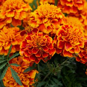 Semi di Tagete Nana (Tagetes patula)