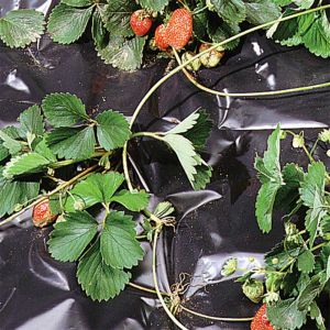 Telo Nero per Orto - 1,4 x 10 m | Tenax