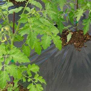 Telo per Pacciamatura Biodegradabile