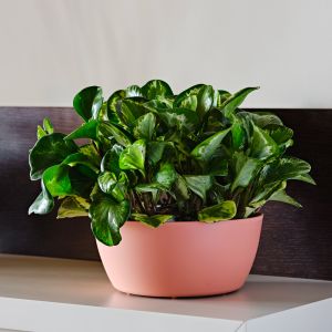 Vasi colorati da interno Vila Teraplast