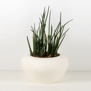 Mymou Conca Oltrevaso