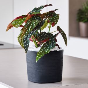 Vaso in plastica riciclata Capri Teraplast