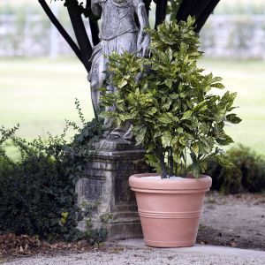 Vaso Doppiobordo Nicoli