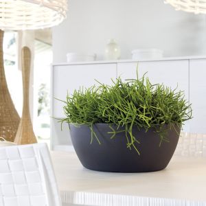 Vaso Thetis | Nicoli