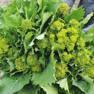 Cima di Rapa Centoventina | ‎ Bestprato by Hortus