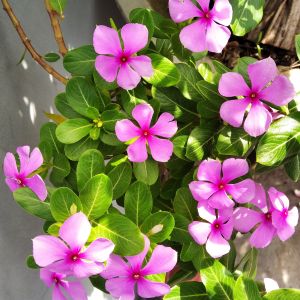 Vinca Rosa | ‎Bestprato by Hortus