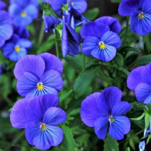 Viola del Pensiero Bleu | Bestprato by Hortus