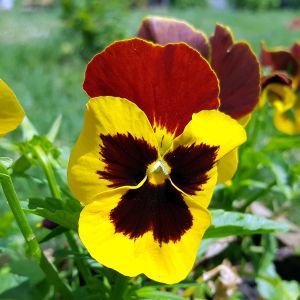 Viola del Pensiero Giallo-Rosso | Bestprato by Hortus