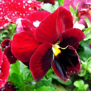 Viola del Pensiero Rosso Cardinale | Bestprato by Hortus