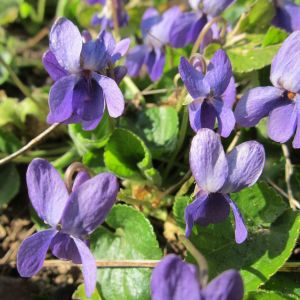 Viola Mammola | Bestprato by Hortus