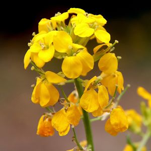 Semi di Violaciocca di Nizza in Mix (Matthiola incana)