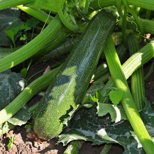 Zucchino Bolognese | ‎ Bestprato by Hortus