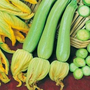 Zucchino Genovese | ‎ Bestprato by Hortus