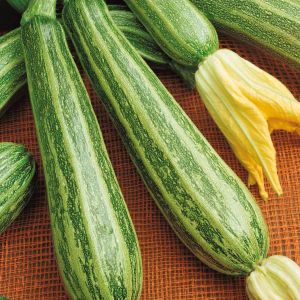 Zucchino Striato di Napoli | ‎ Bestprato by Hortus