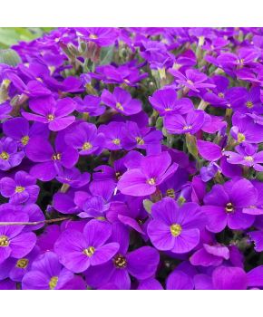 Aubretia Nana Porpora | ‎ Bestprato by Hortus