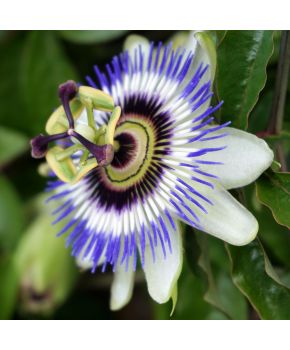 Passiflora Cerulea | ‎Bestprato by Hortus