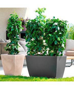 Vaso Cassa Veneto Teraplast