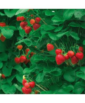 Fragole Rampicanti | ‎ Bestprato by Hortu