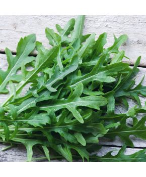 Rucola Selvatica | ‎ Bestprato by Hortus