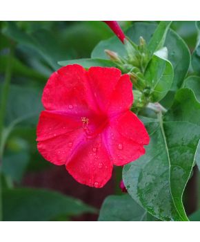 Semi di Bella di Notte (Mirabilis jalapa)