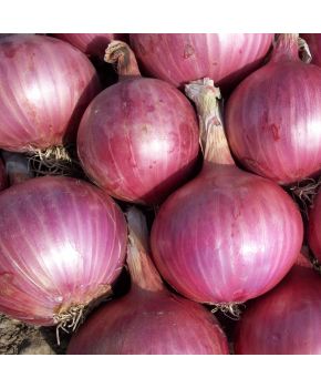Cipolla di Tropea Rossa Tonda | ‎ Bestprato by Hortus