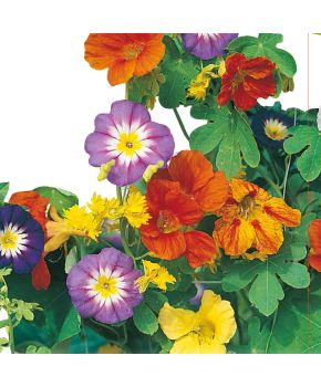 Miscuglio di Fiori Rampicanti | ‎ Bestprato by Hortus