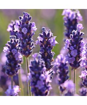 Semi di Lavanda (Lavandula spica)