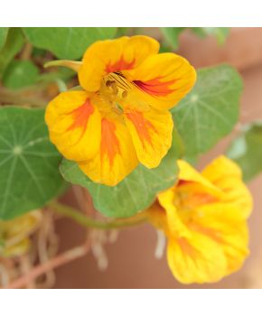 Semi di Nasturzio Rampicante (Tropaeolum majus)