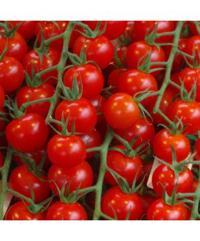 Pomodoro Red Cherry | ‎ Bestprato by Hortus