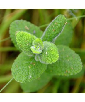 Hierba Buena | ‎ Bestprato by Hortus