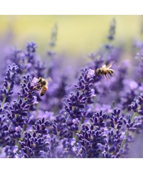 Lavanda | ‎ Bestprato by Hortus