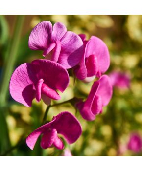 Semi di Pisello Odoroso in Mix (Lathyrus odoratus)