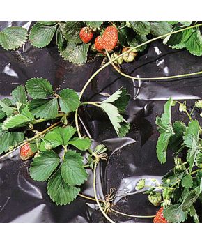 Telo Nero per Orto - 1,4 x 10 m | Tenax