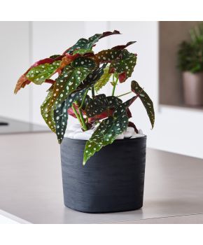 Vaso in plastica riciclata Capri Teraplast