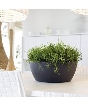 Vaso Thetis | Nicoli