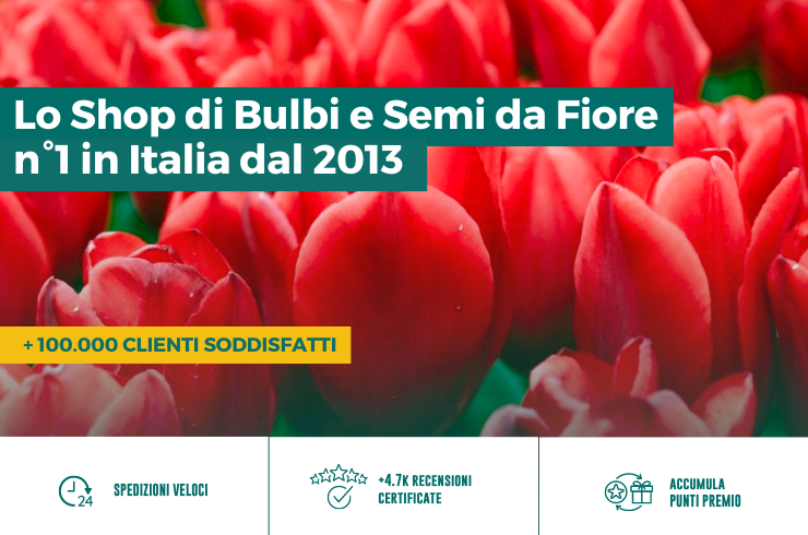 bulbi da fiore