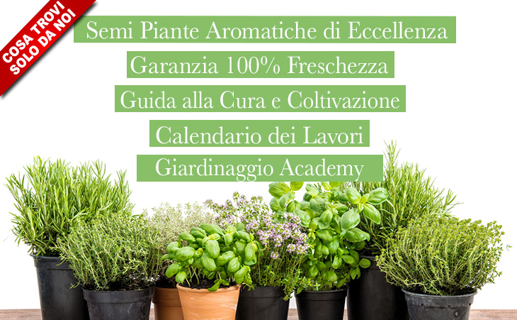 sementi piante aromatiche