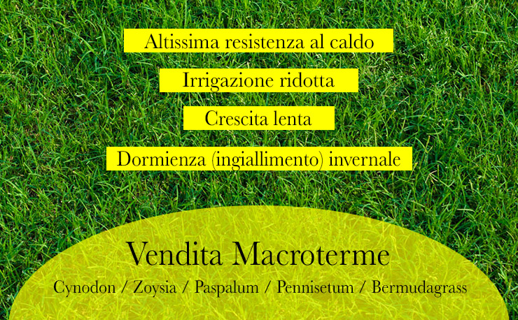 sementi macroterme zoysia japonica